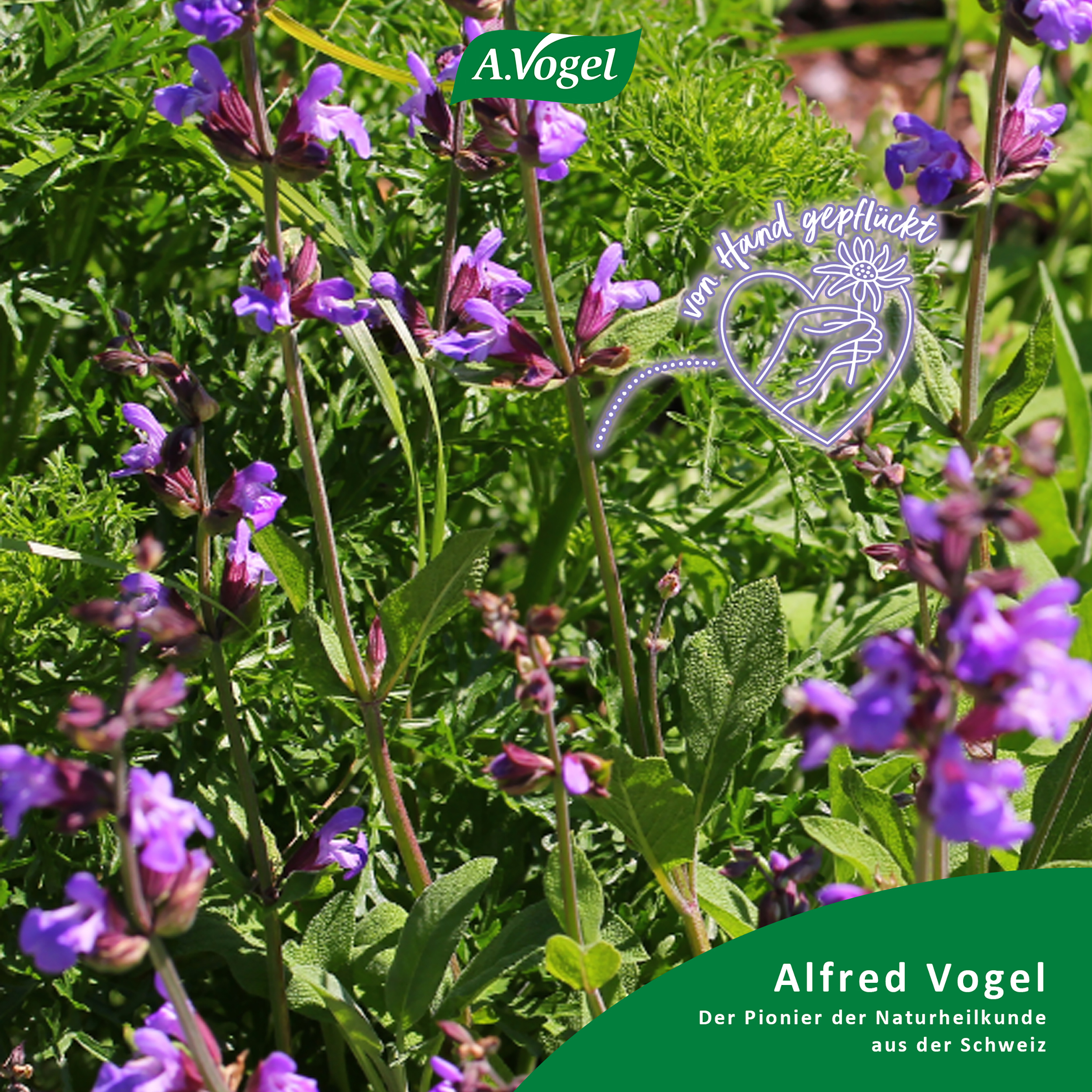 A.Vogel Menosan Salvia
