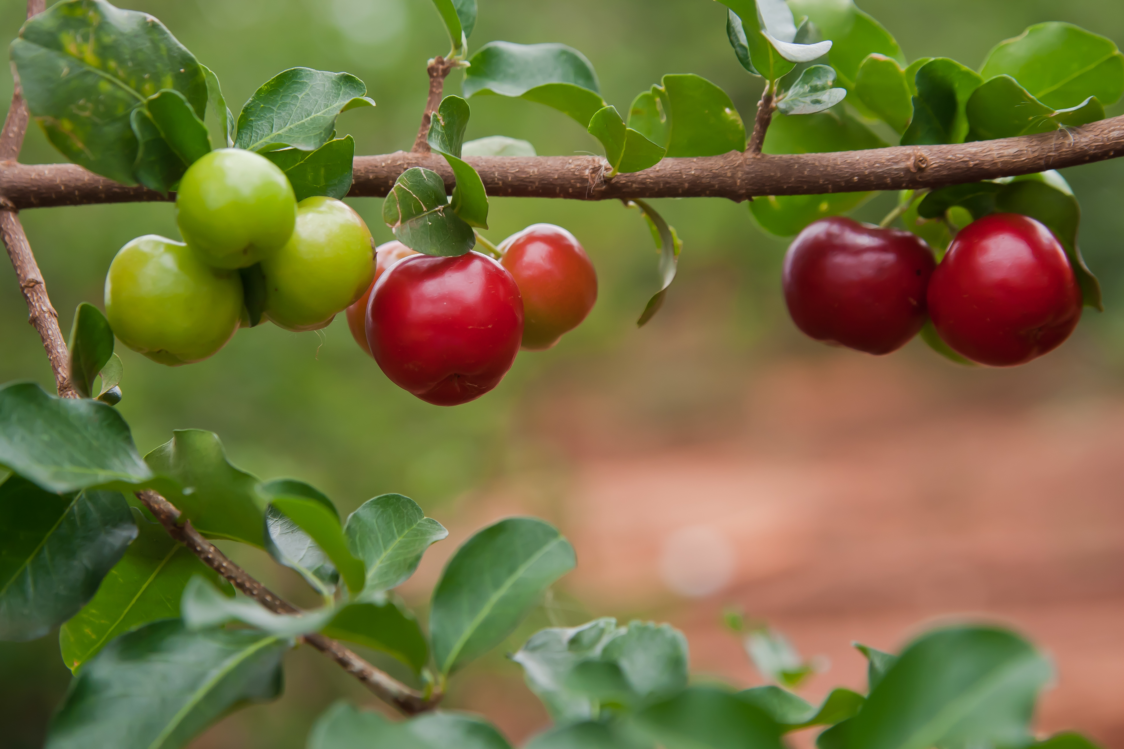 Acerola Vitamin C Fruchtpulver, mit 17% Vitamin C