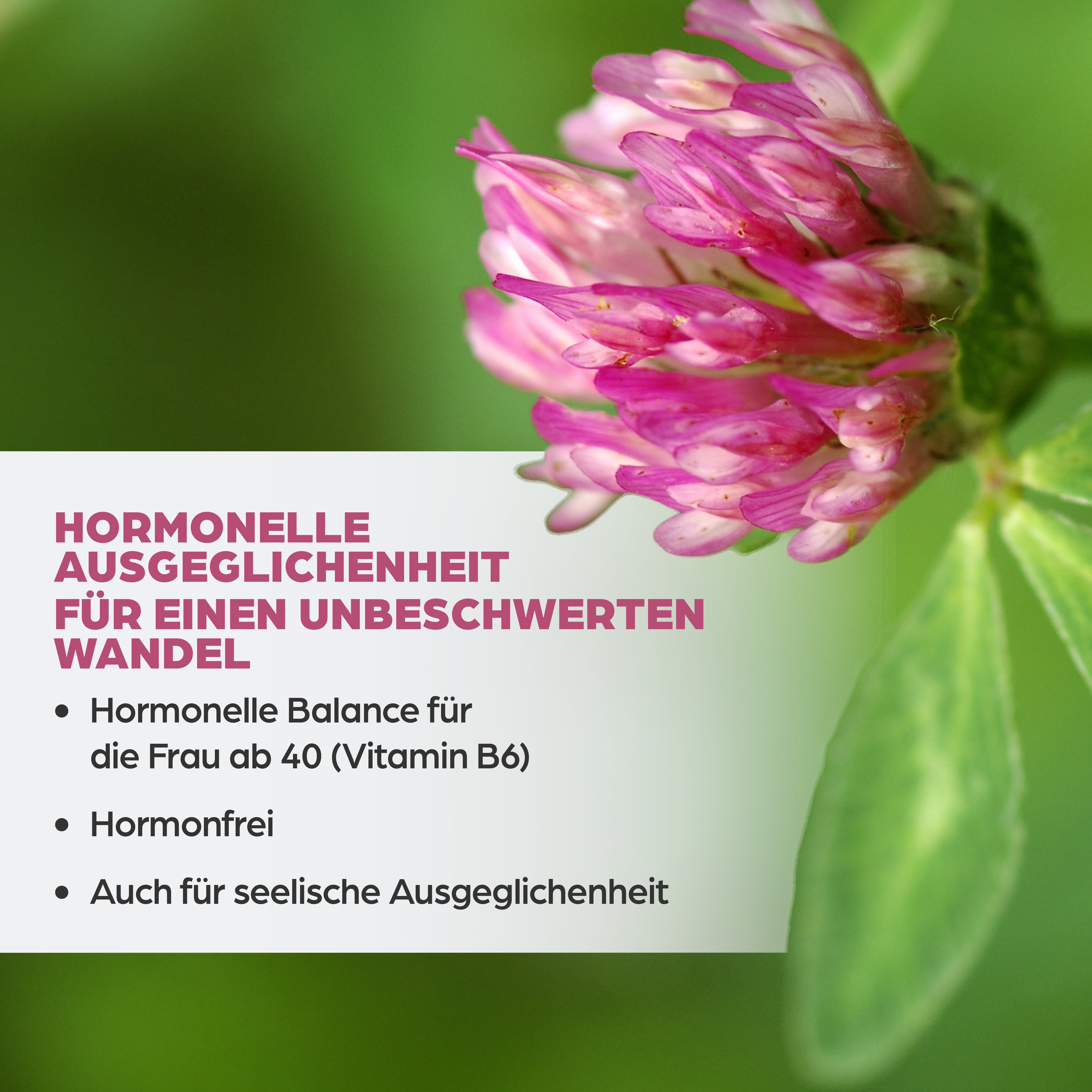 Dr. Böhm Isoflavon mit Griffonia
