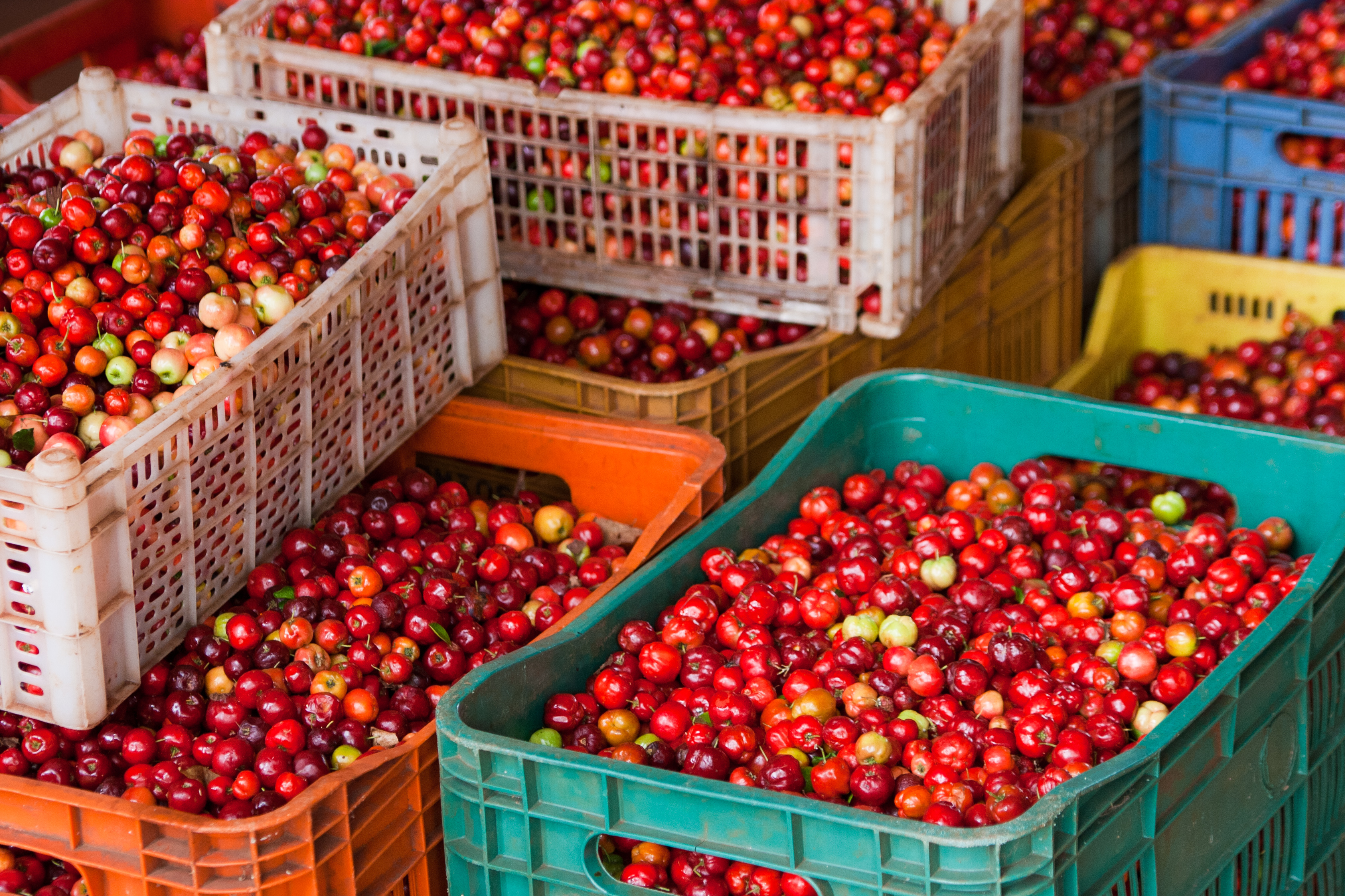 Acerola Vitamin C Fruchtpulver, mit 17% Vitamin C